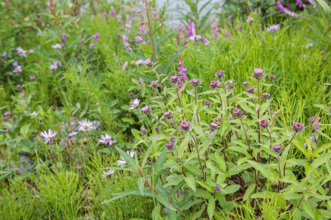 Faire pousser des orties dans son jardin