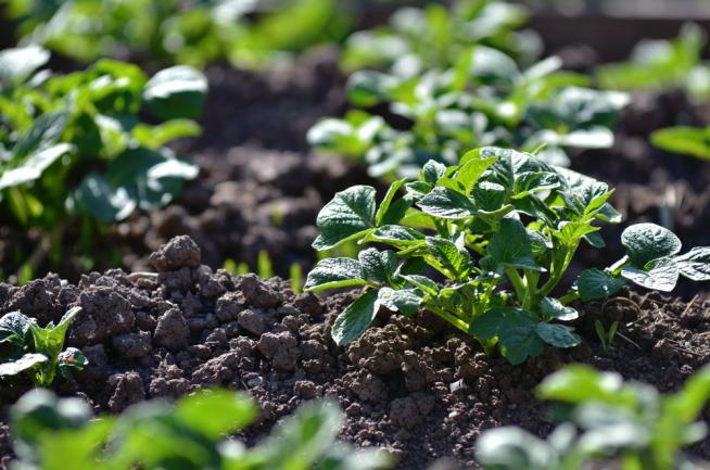 Faire pousser des pommes de terre dans le jardin