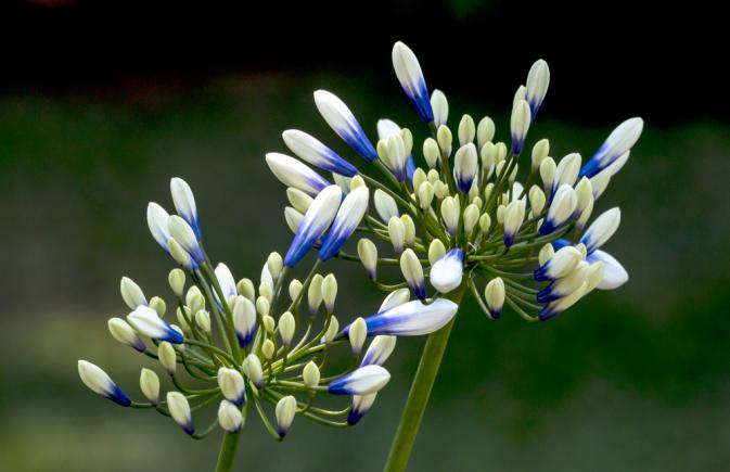 Fleur d'agapanthe en train de clore