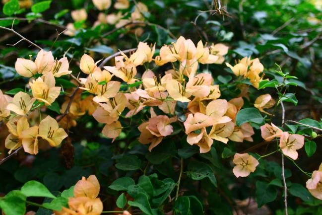 Fleurs de Bougainvillier rose