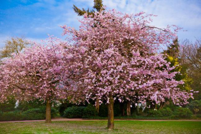 Fleurs de cerisier