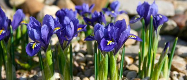 Fleurs d'iris - bulbes d’été