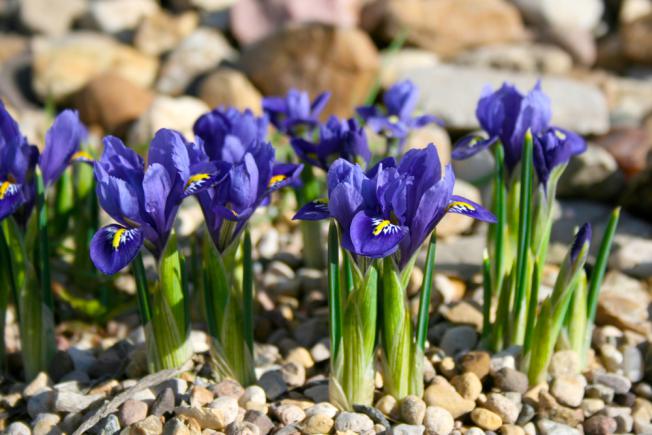 Fleurs d'iris - bulbes d’été