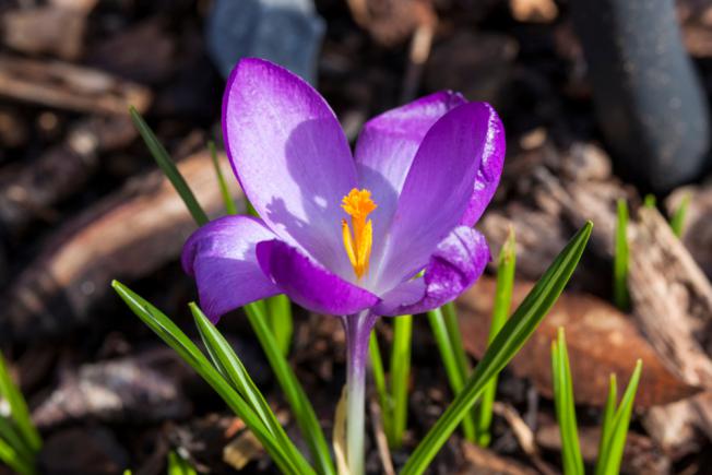 Floraison de Crocus tommasinianus