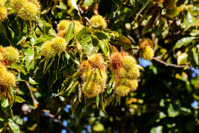 Fruits de châtaigner