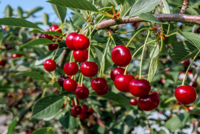 Fruits du cerisier