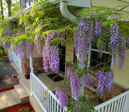 Glycine grimpant par dessus la terrasse