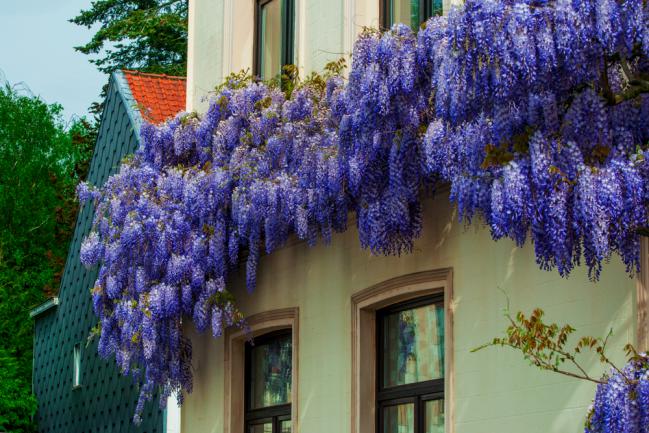 Glycine grimpant sur la façade de la maison