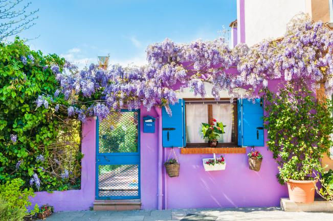 Glycine grimpant sur la façade