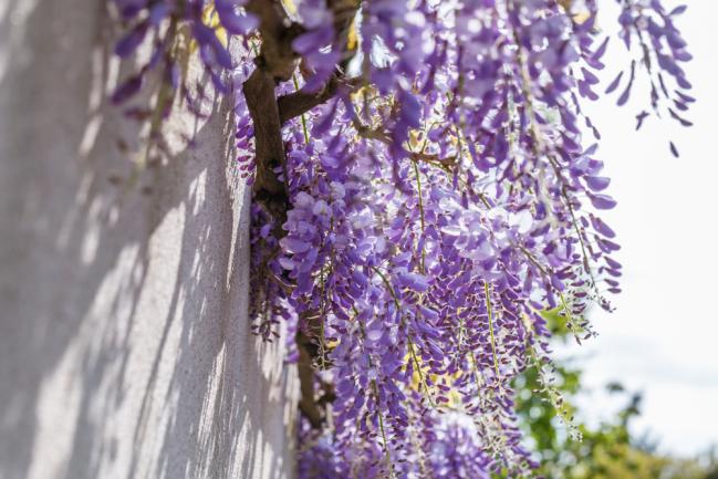 Glycine grimpante de Chine (Fabaceae Wisteria sinensis)