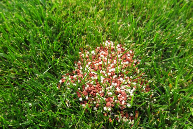 Granulés de fertilisation de pelouse