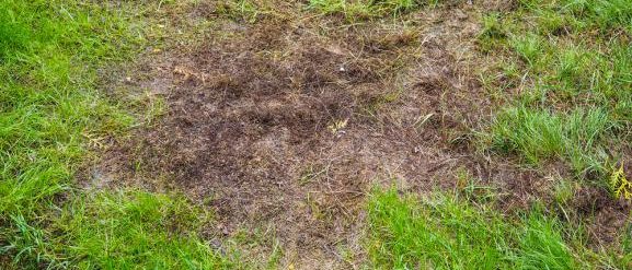 Herbe dégarnie par la mousse apres l'hiver