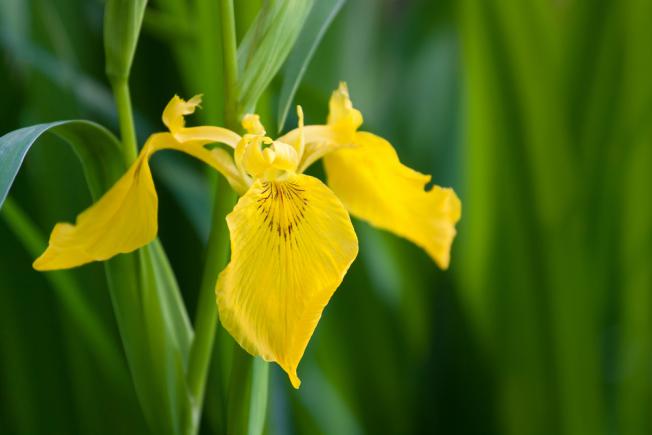 Iris pseudacorus