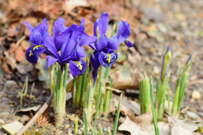 Iris reticulata