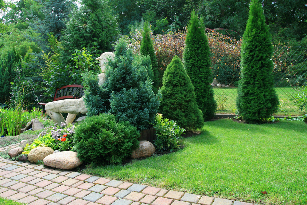 Jardin de conifères et pelouse