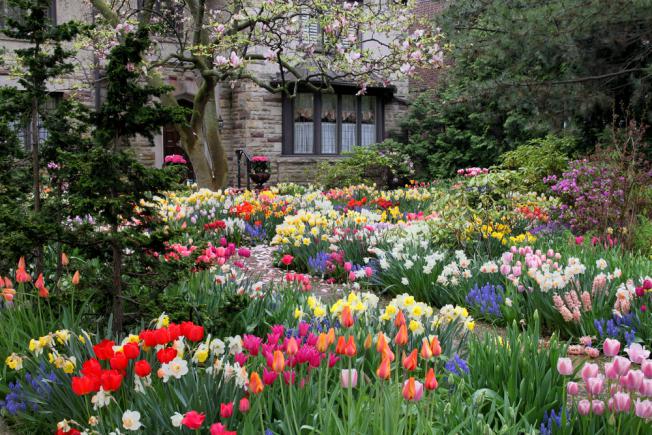 Jardin de tulipes fleuries à l’entrée de la maison