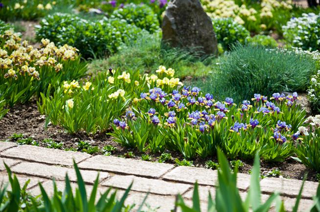 Jardin d'iris