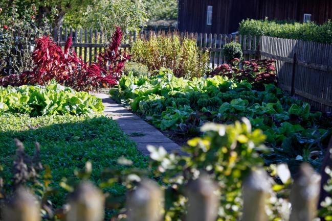 Jardin potager plain pied au sol