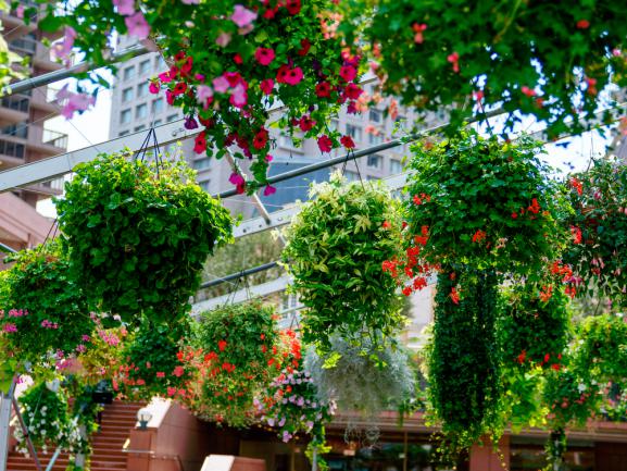 Jardin suspendu