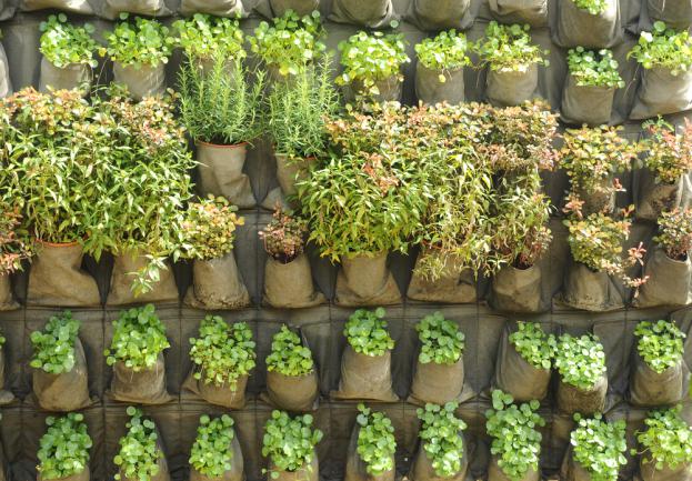 Jardin vertical réalisé avec des pots de fleurs