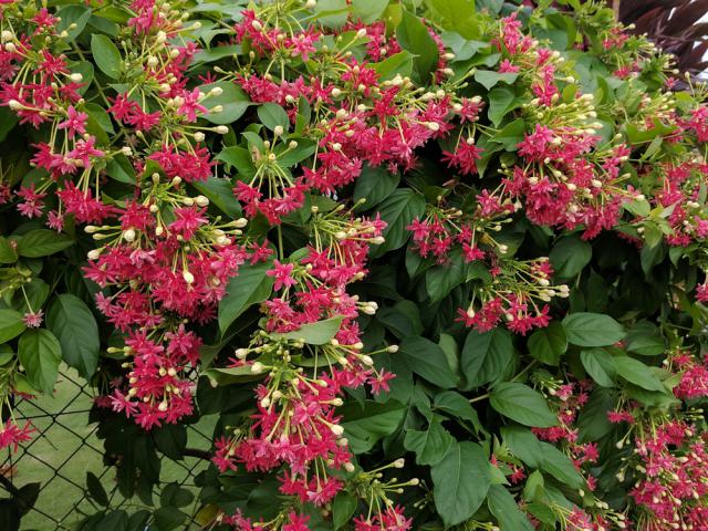 Jasmin à fleur de primevère, Jasmin primevère, jasmin de Chine, Jasminum  mesnyi : planter, cultiver, multiplier