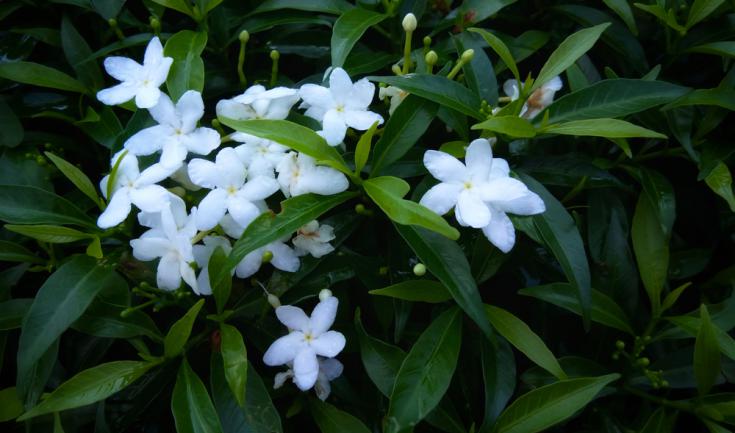 Jasminum grandiflorum