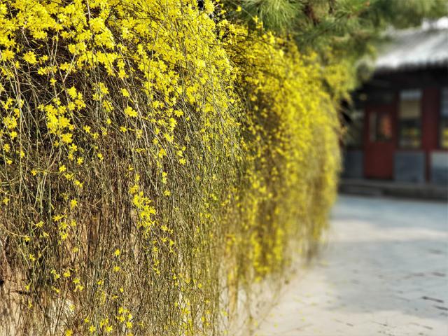 Jasminum nudiflorum (jasmin d'hiver)