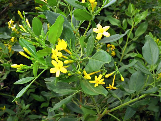 Jasminum odoratissimum