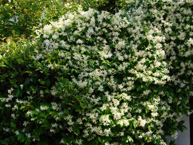 Jasminum officinale