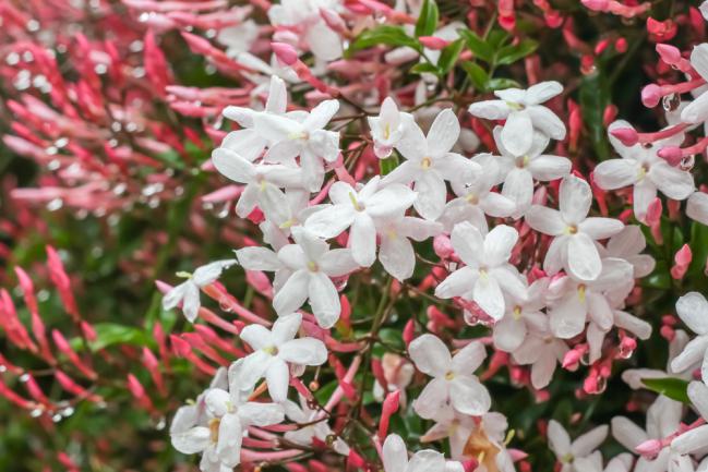 Jasminum polyanthum rose et blanc grimpant