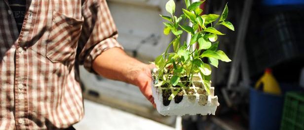 Jeune plant pour verger à planter