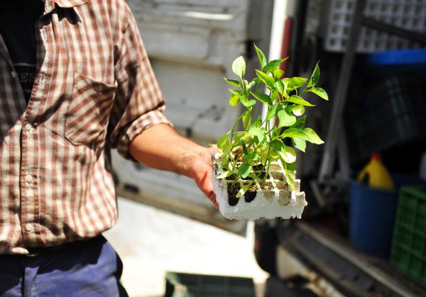 Jeune plant pour verger à planter