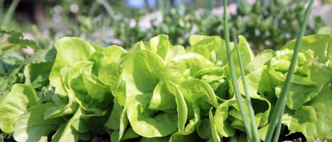 Jeunes salades dans un petit jardin