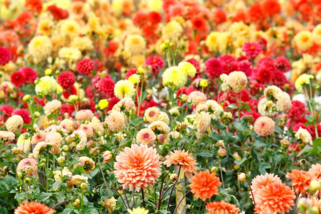 Jolies fleurs de Dahlia