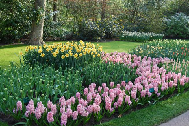 Jonquilles jaunes et jacinthes roses