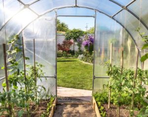 Légumes cultivées sous serre