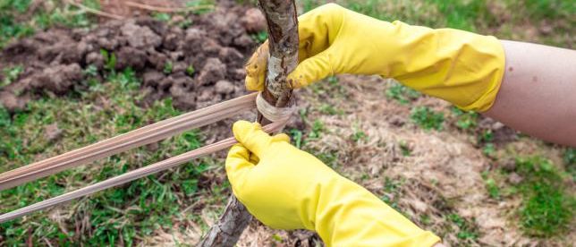 Lier un arbre fruitier à un pieu