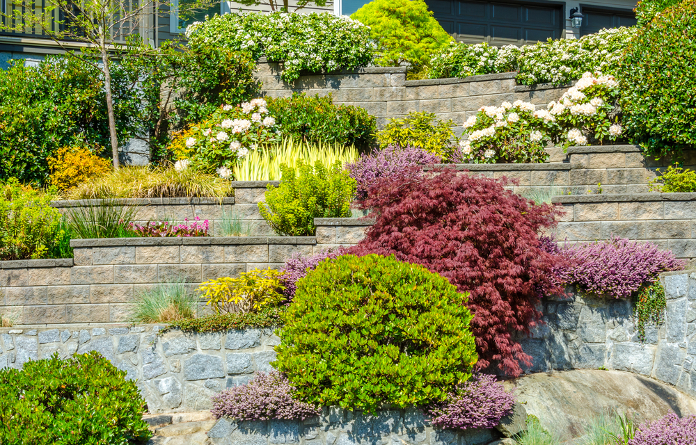 Plantes bien taillées et entretenues, cultivées en massif