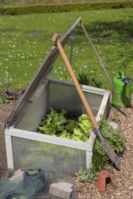 Mini-serre pour faire pousser la salade