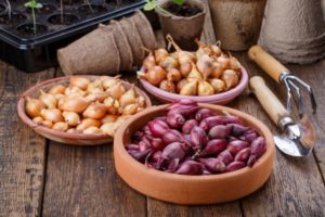 Oignons et échalotes prêts à être plantes au printemps