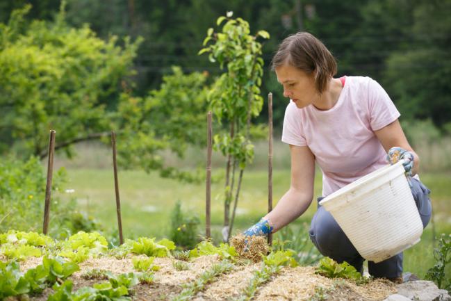 Paillage du sol du potager