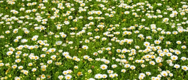 Pelouse ecologique avec marguerites fleuries au printemps