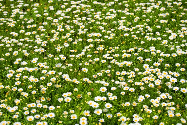 Pelouse écologique avec marguerites fleuries au printemps