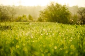 Pelouse écologique dans le jardin