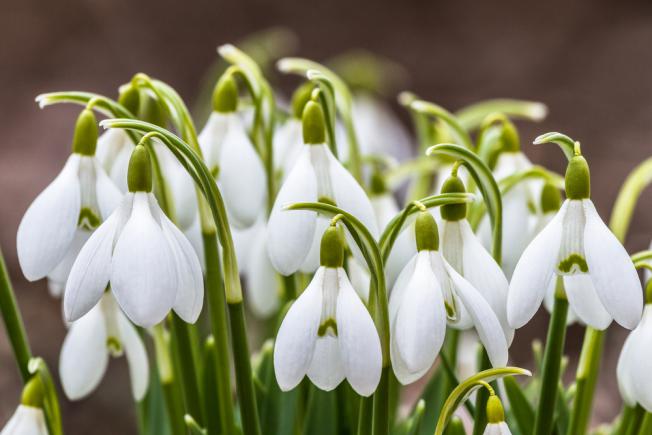 Perce-neige