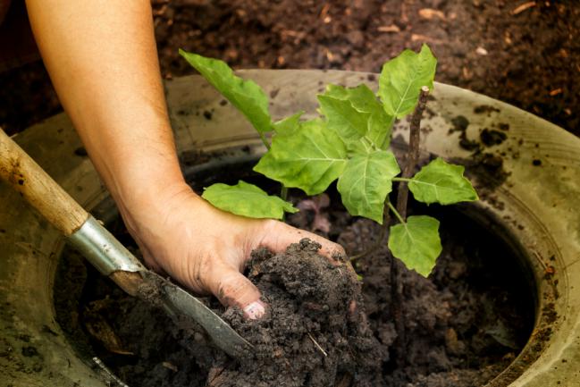 Planter des aubergines dans le jardin