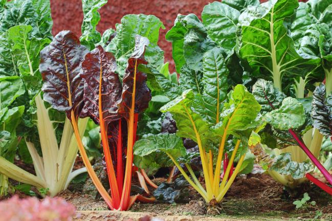 Planter des blettes dans un petit jardin