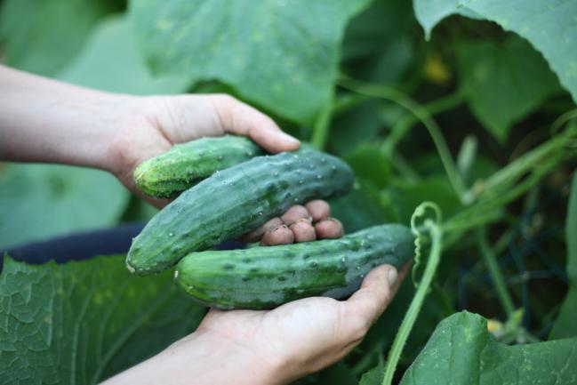 Planter des concombres dans un petit jardin