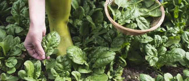 Planter des epinards dans un petit jardin