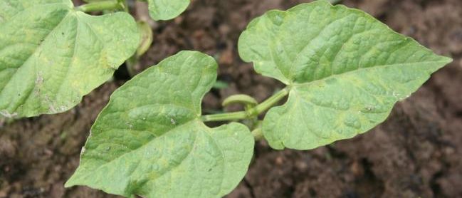 Planter des haricots dans un petit jardin